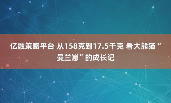 亿融策略平台 从158克到17.5千克 看大熊猫“曼兰崽”的成长记